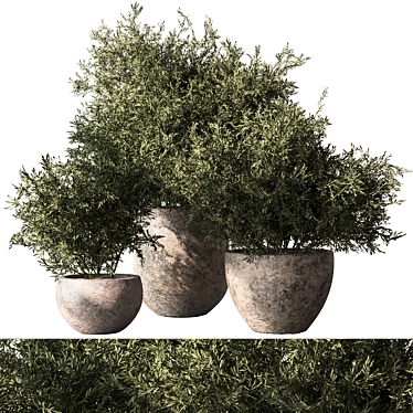 Greenery 784 - Potted Bush 3D model image 1 