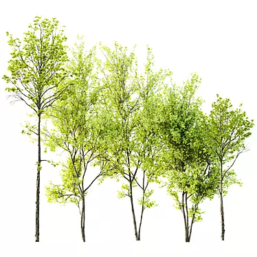 Spring Acer Tree Collection 3D 3D model image 1 