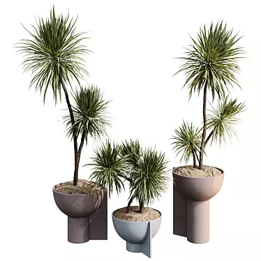 HQ HousePlants Spineless Yucca Aloifolia Rostrata Palm Desmetiana Set03