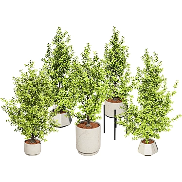 Ficus Triangle 'Variegata' 3D Model