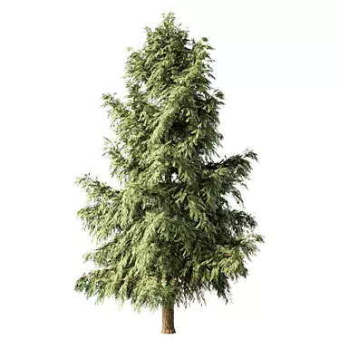 pine tree - 3D models category