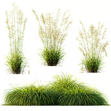 Golden Oats & Aurea Grass Duo 3D model image 1 