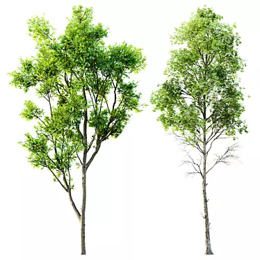 Spring Trees 3D Model Collection 3D model image 1 