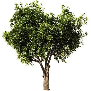 Elegant Olive Tree Set22 Model 3D model image 1 