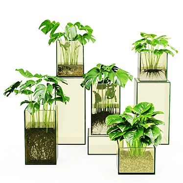 Indoor Plants Monstera And Pothos set