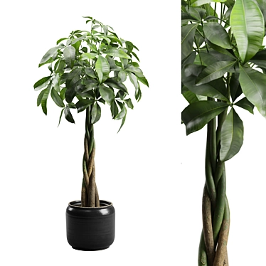 Money Tree in Elegant Planter 3D model image 1 