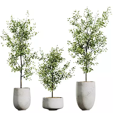 Gorgeous Mini Olive Tree Models 3D model image 1 