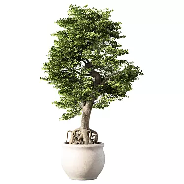 Bonsai Tree Set.173