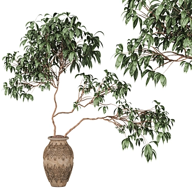 Tree in clay pot