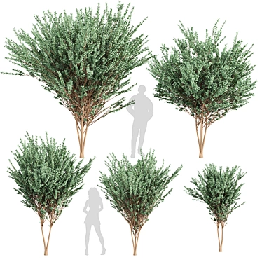 High-Quality Eucalyptus Tree Model 3D model image 1 