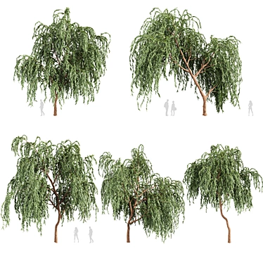 Eucalyptus Caesia Tree Model 3D model image 1 