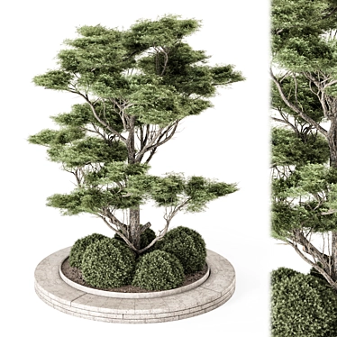 Outdoor Pine Set 2015 VRay 3D model image 1 