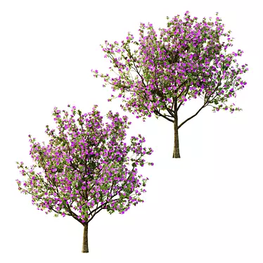 Tibouchina Glory Tree Beauty 3D model image 1 