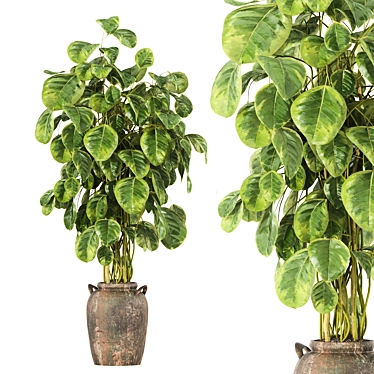 pothos plant