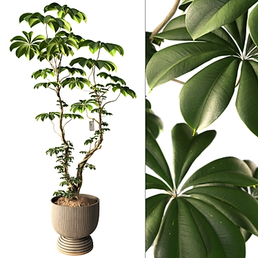 Bonsai Ficus Umbrella Tree in pot 351