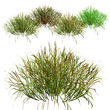 Realistic Grass 3D Model