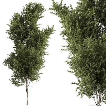 Acacias Tree Set 337: Green Beauty 3D model image 1 