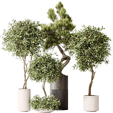 Bonsai Pinus & Artificial Olive Set 3D model image 1 