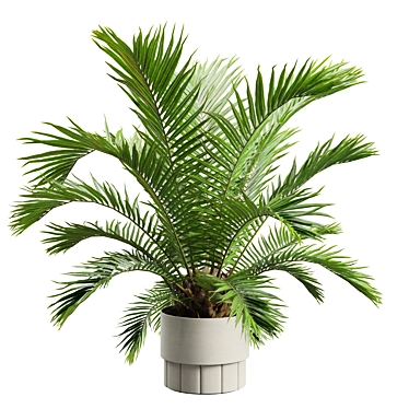 Exotic Sago Palm Ornamental Plant 3D model image 1 