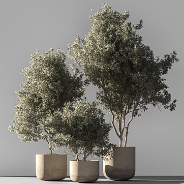 790 Olive Indoor Plant 3D model image 1 