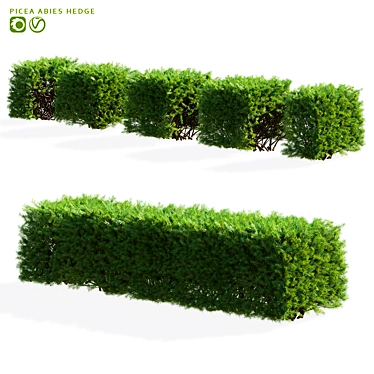 Picea Abies Hedge Assortment 3D model image 1 