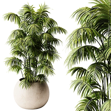 Indoor Plant 32 - Areca Palm