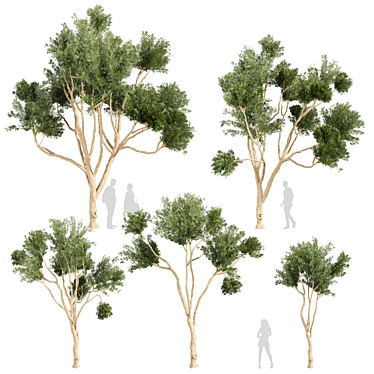 High-Quality Eucalyptus Tree Model 3D model image 1 