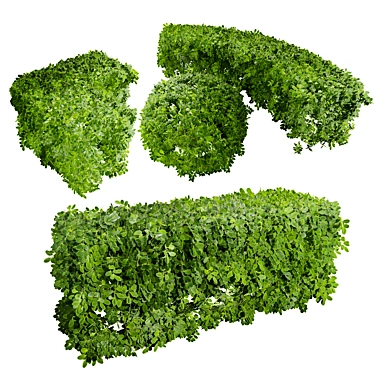 Realistic Boxwood 3D Model 3D model image 1 