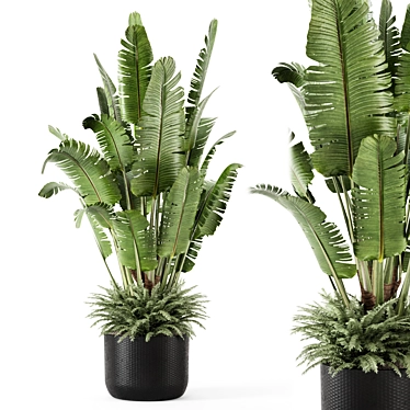 Indoor Plants in Black Metal Pot - Set 2448