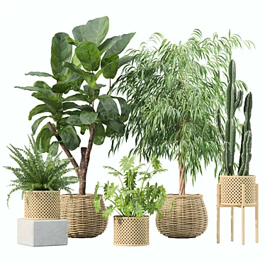 Botanical Rattan Pot Plants Collection 3D model image 1 