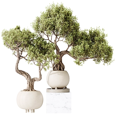 Dual Ficus Bonsai Set Optimal 3D model image 1 