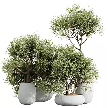 Elegant Olive Tree Set for Home 3D model image 1 