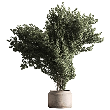 788 Tree in Pot - Indoor 3D model image 1 