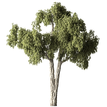 Fruity Fig Tree Set 3D model image 1 