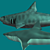 Shark Model Set: Simple & Painted Pieces 3D model small image 1