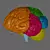 Human Brain Model: Explore Brain Regions 3D model small image 1