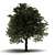 Mini Maternity Tree 3D model small image 1