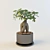 Miniature Ficus Houseplant 3D model small image 1