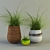 Grass-Filled Flowerpots: Interior Decor 3D model small image 1