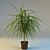 Elegant Dracaena Border 3D model small image 1