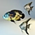  Exotic Aquarium Fish: Angelfish & Oscar 3D model small image 1