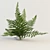 Stunning Fern: A Beautiful Plant 3D model small image 1