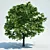 Ancient Acer Tree: High-Poly Model 3D model small image 1