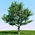 Apple Tree - 2013 & 2010 Version Files 3D model small image 1