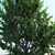 Apple Tree - 2013 & 2010 Version Files 3D model small image 2