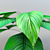 Evergreen Garden Bush 3D model small image 3