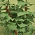 Redcurrant Bush: Perfect for Gardening 3D model small image 2