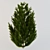 Resinous Red Pine Tree - 3m Height 3D model small image 1