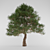 Tall and Wide Southern Pine 3D model small image 1