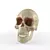 Skull Texture for Photoshop 3D model small image 1